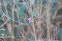 Phaseolus filiformis