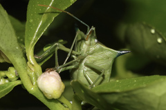 Biprorulus bibax