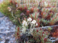 Cladonia botrytes