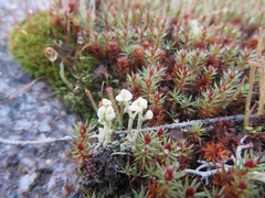 Cladonia botrytes