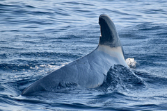 Globicephala