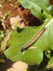 Ascia monuste orseis