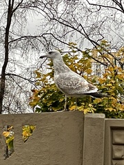 Larus argentatus
