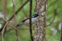 Pteruthius aeralatus annamensis