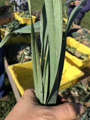 Phytomyza gymnostoma