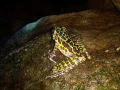 Sumaterana crassiovis