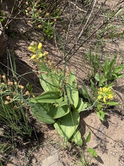 Eriospermum mackenii