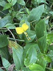 Commelineae