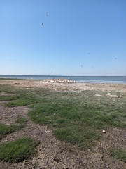 Pelecanus onocrotalus