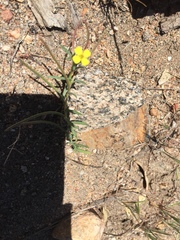 Camissonia strigulosa