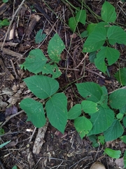 Pueraria tuberosa