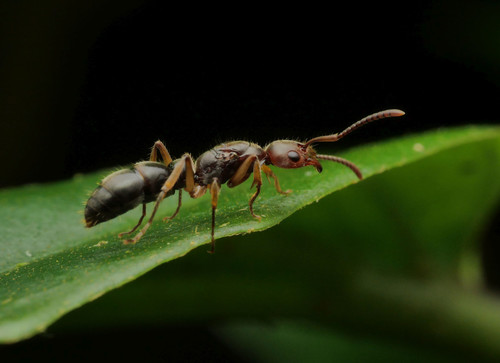 新猛蚁钝齿Neoponera crenata