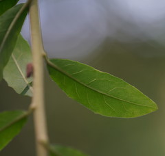 Tarlmounia elliptica