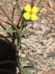 Camissonia strigulosa
