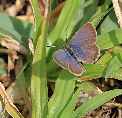 African Grass Blue