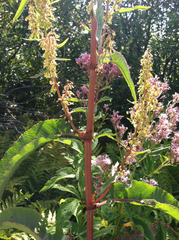 Rumex britannica
