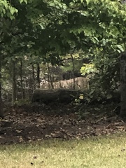 Odocoileus virginianus virginianus