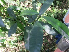 Tabernaemontana elegans