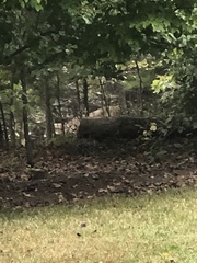 Odocoileus virginianus virginianus