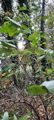 Sambucus nigra