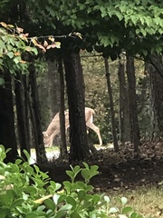 Odocoileus virginianus virginianus