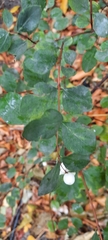 Symphoricarpos albus