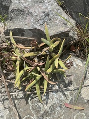 Crassula perfoliata