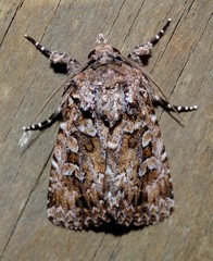 Ectopatria subrufescens