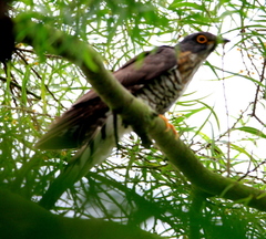 Hierococcyx sparverioides