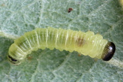 Euura leucapsis