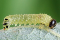 Euura leucapsis