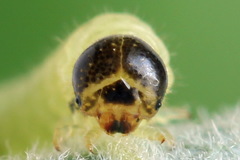 Euura leucapsis