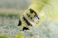 Euura leucapsis