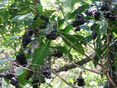 Tarenna pavettoides