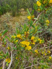 Hibbertia subvaginata
