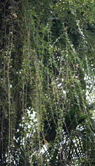 Tarlmounia elliptica