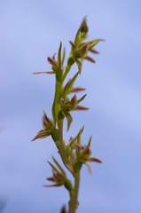 Prasophyllum taphanyx