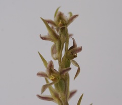 Prasophyllum taphanyx