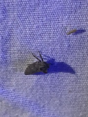 Microcentrus perditus