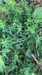Lotus corniculatus
