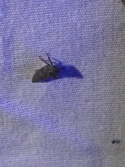 Microcentrus perditus