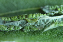 Euura leucapsis