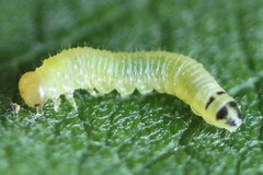 Euura leucapsis