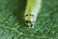 Euura leucapsis