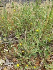 Hibbertia subvaginata