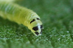 Euura leucapsis