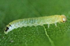 Euura leucapsis