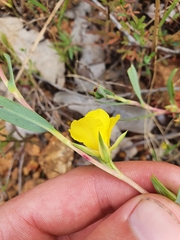 Hibbertia subvaginata