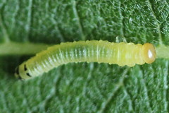 Euura leucapsis