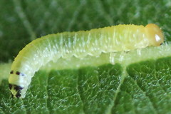 Euura leucapsis